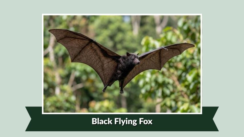 Black Flying Fox