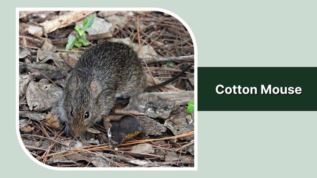 Cotton Mouse