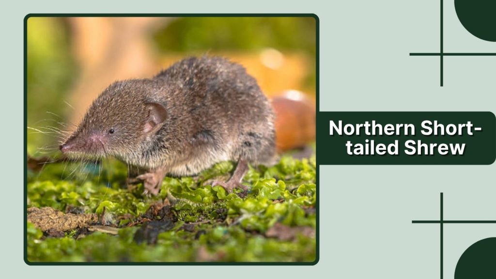  Northern Short-tailed Shrew