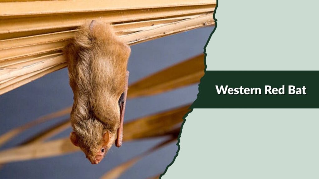 Western Red Bat