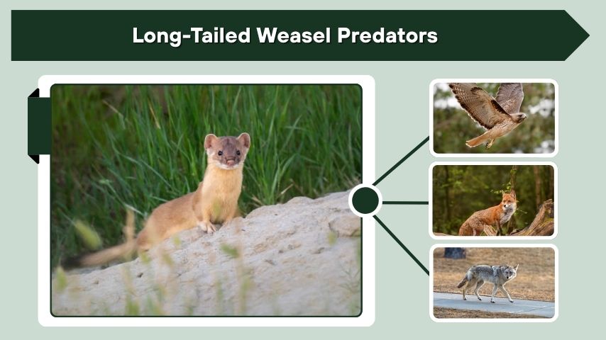 Long-Tailed Weasel Predators