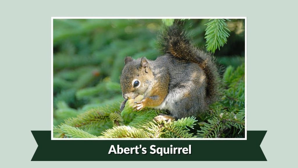 Abert’s Squirrel