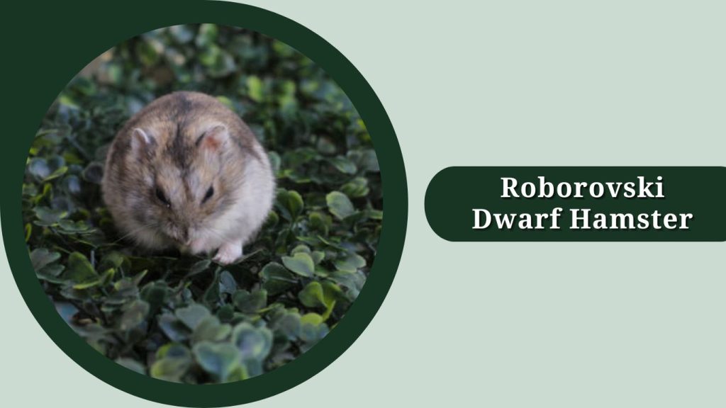 Roborovski Dwarf Hamster