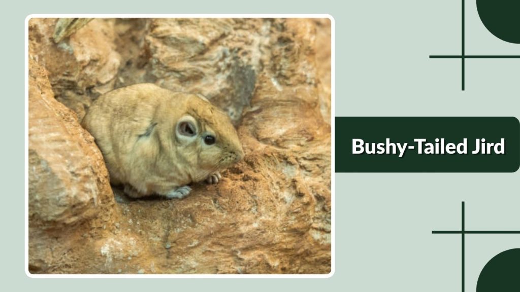 Bushy-Tailed Jird