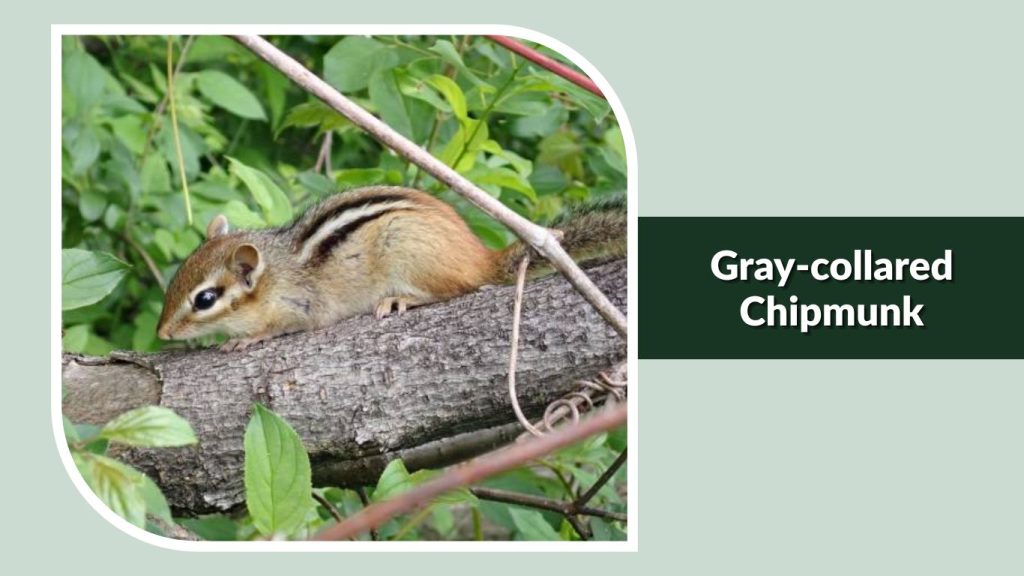Gray-collared Chipmunk