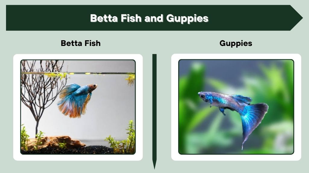 Betta Fish and Guppies