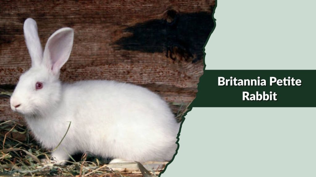 Britannia Petite Rabbit