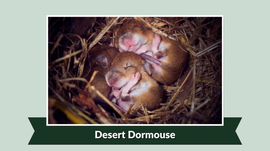  Desert Dormouse