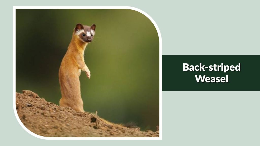 Back-striped Weasel