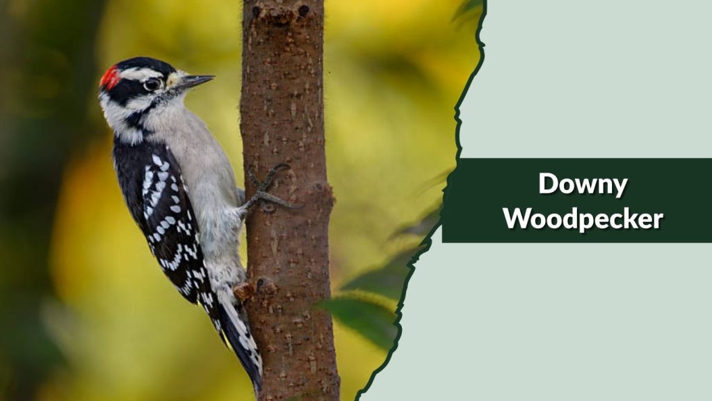 Downy Woodpecker