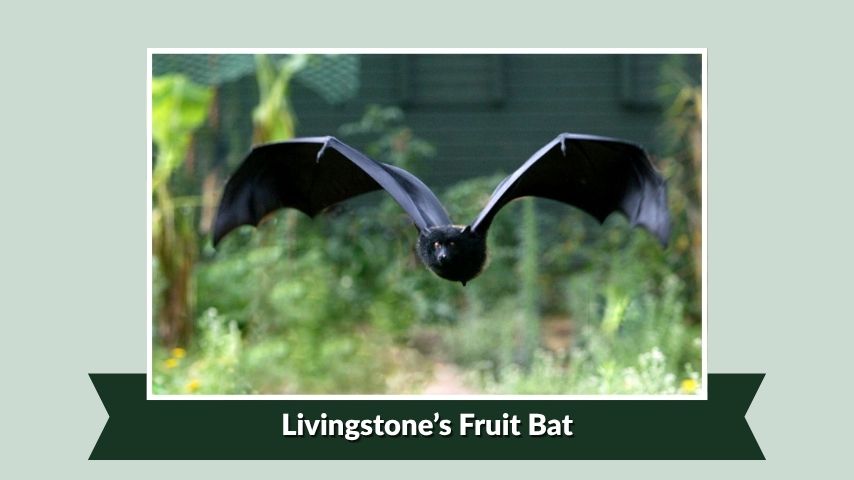 Livingstone’s Fruit Bat