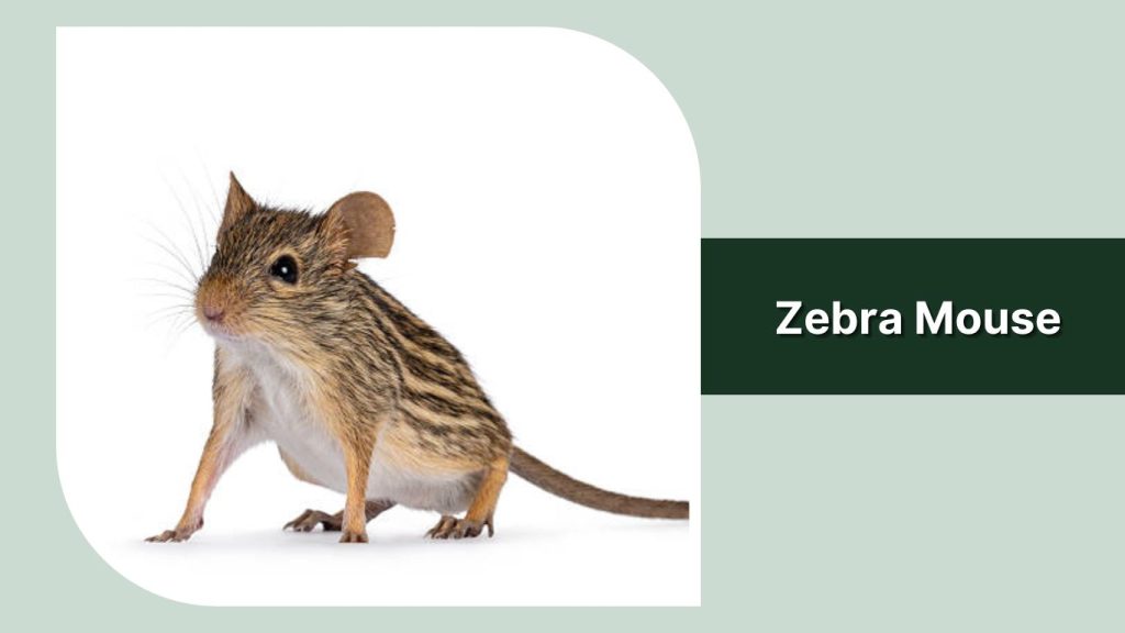 Zebra Mouse
