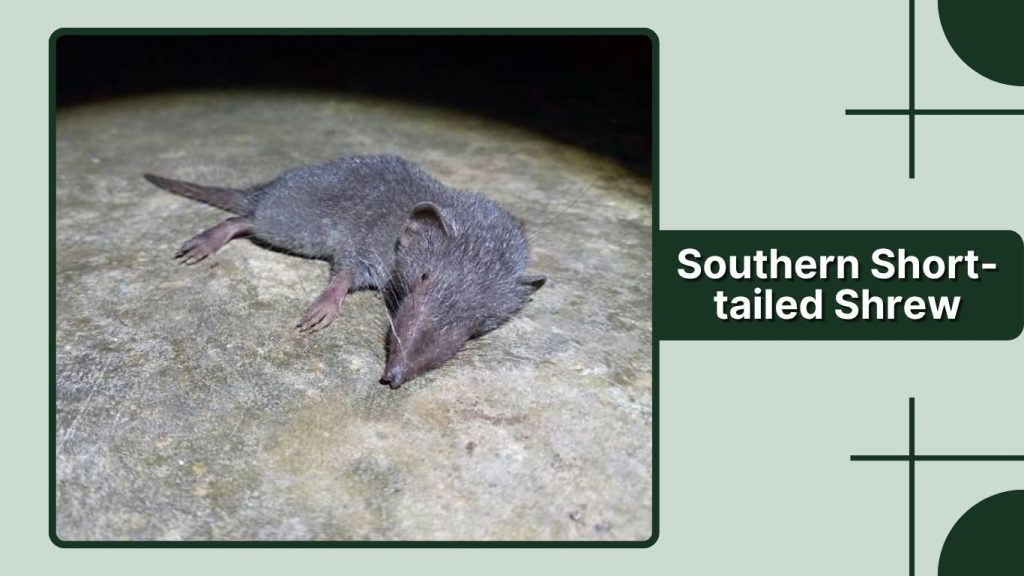 Southern Short-tailed Shrew