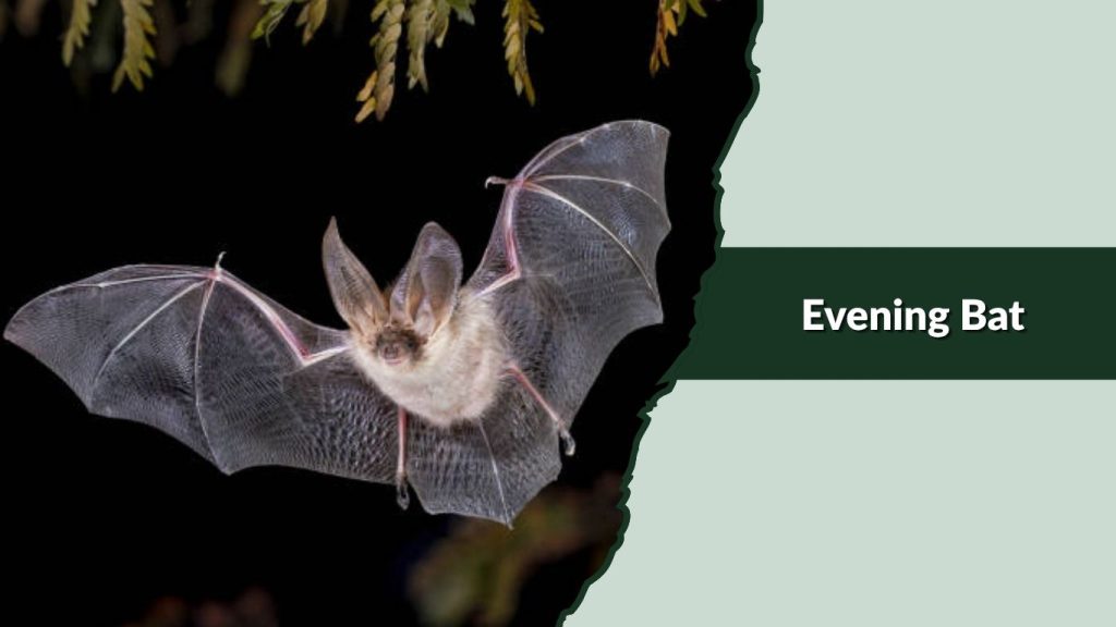 Evening Bat
