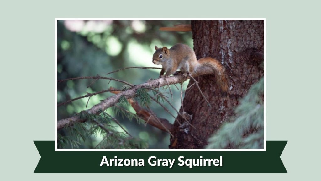 Arizona Gray Squirrel