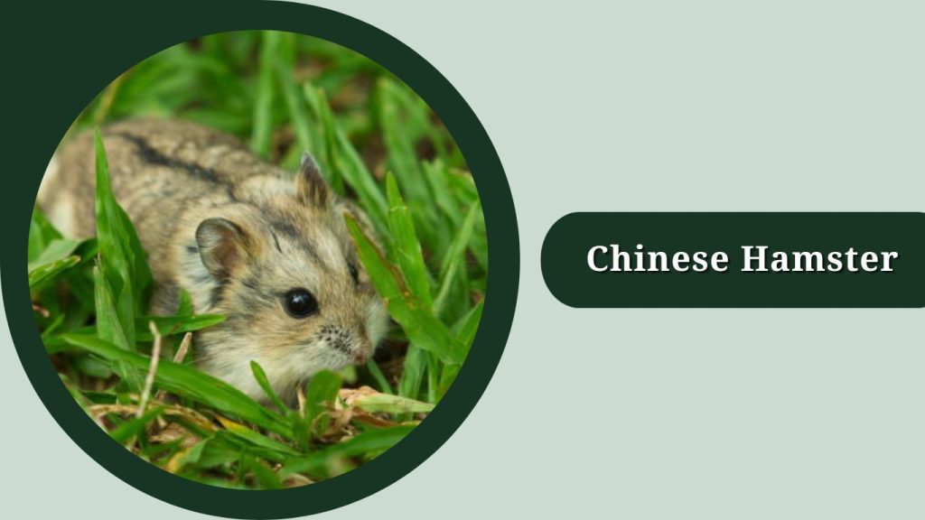 Chinese Hamster
