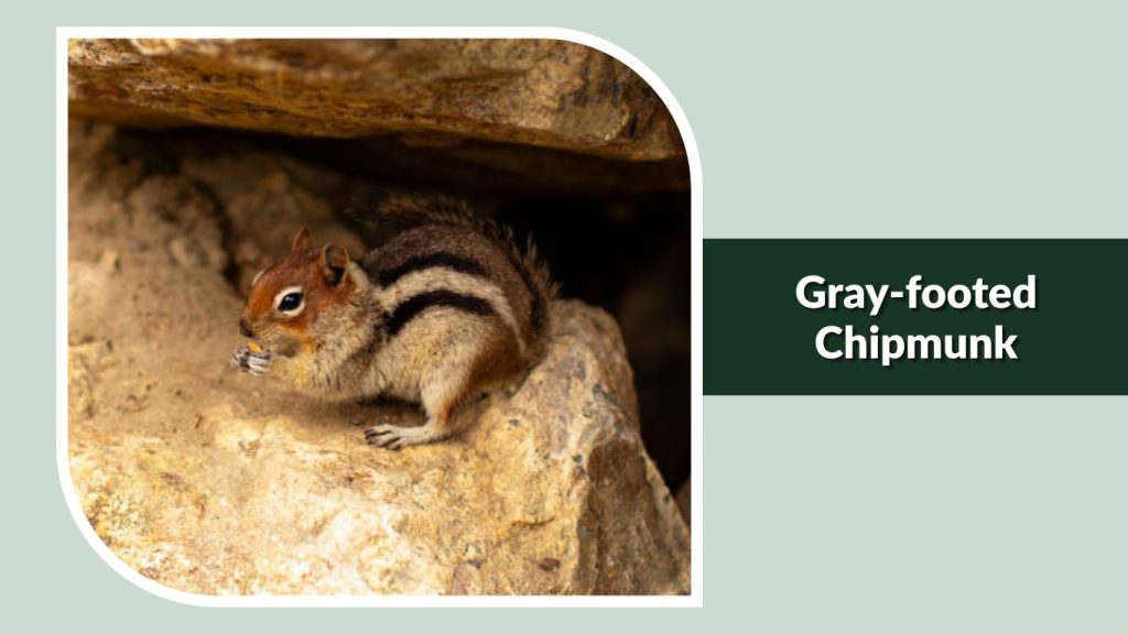 Gray-footed Chipmunk