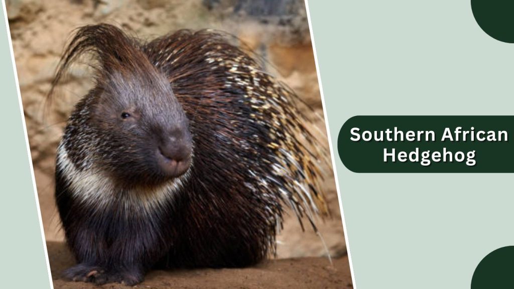 Southern African Hedgehog