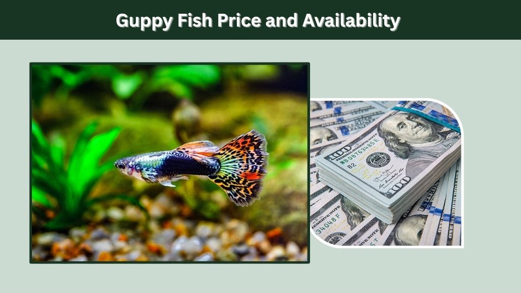 Guppy Fish Price and Availability