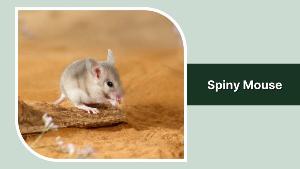 Spiny Mouse