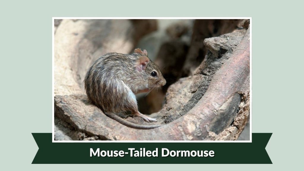 Mouse-Tailed Dormouse