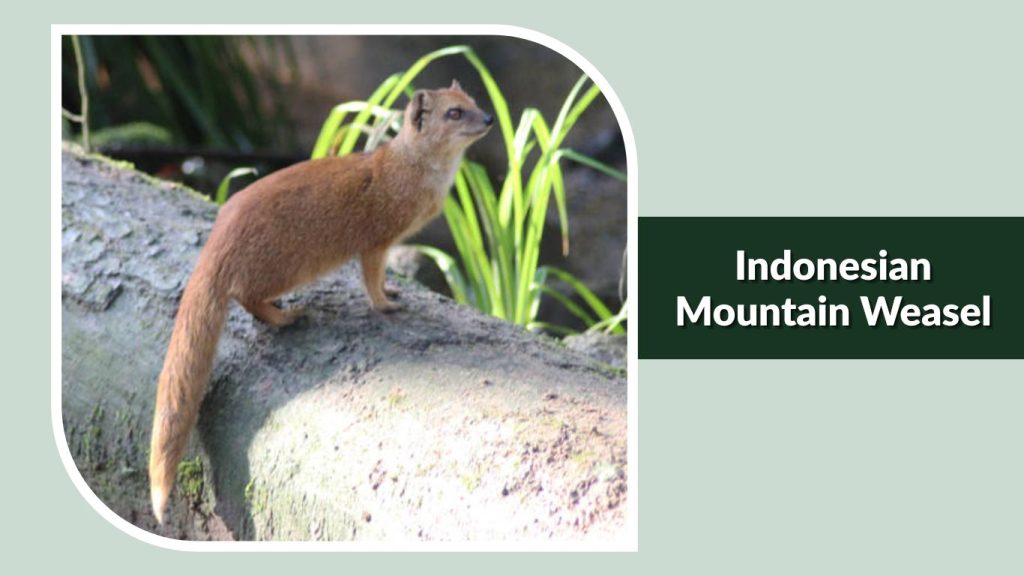 Indonesian Mountain Weasel