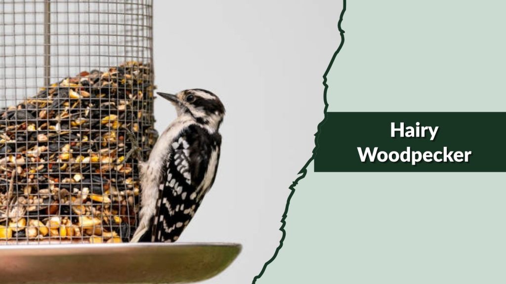 Hairy Woodpecker