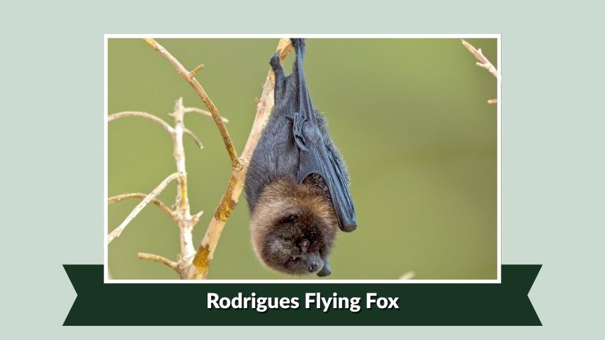 Rodrigues Flying Fox