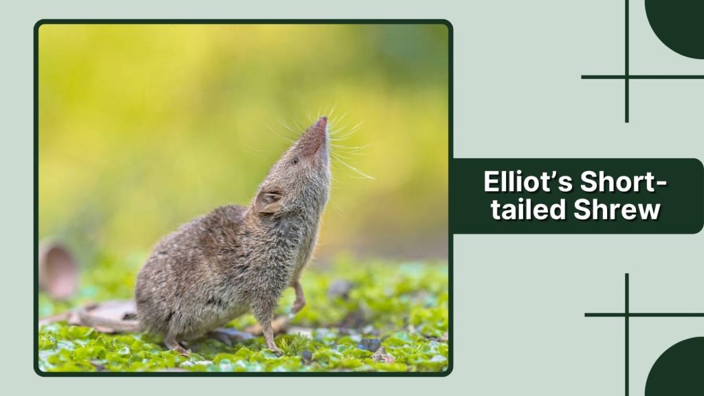 Elliot’s Short-tailed Shrew