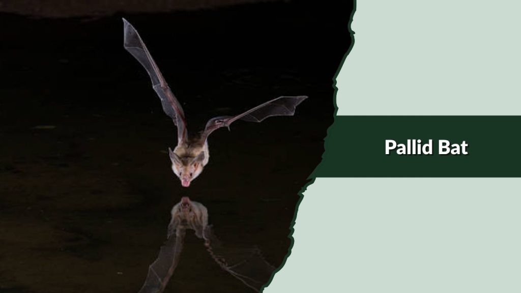 Pallid Bat