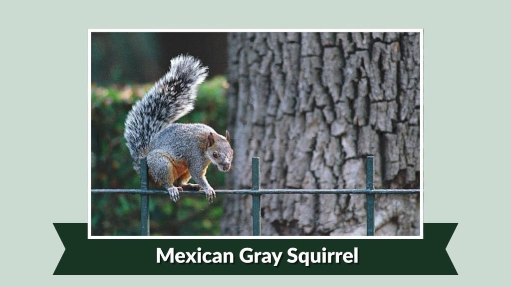  Mexican Gray Squirrel