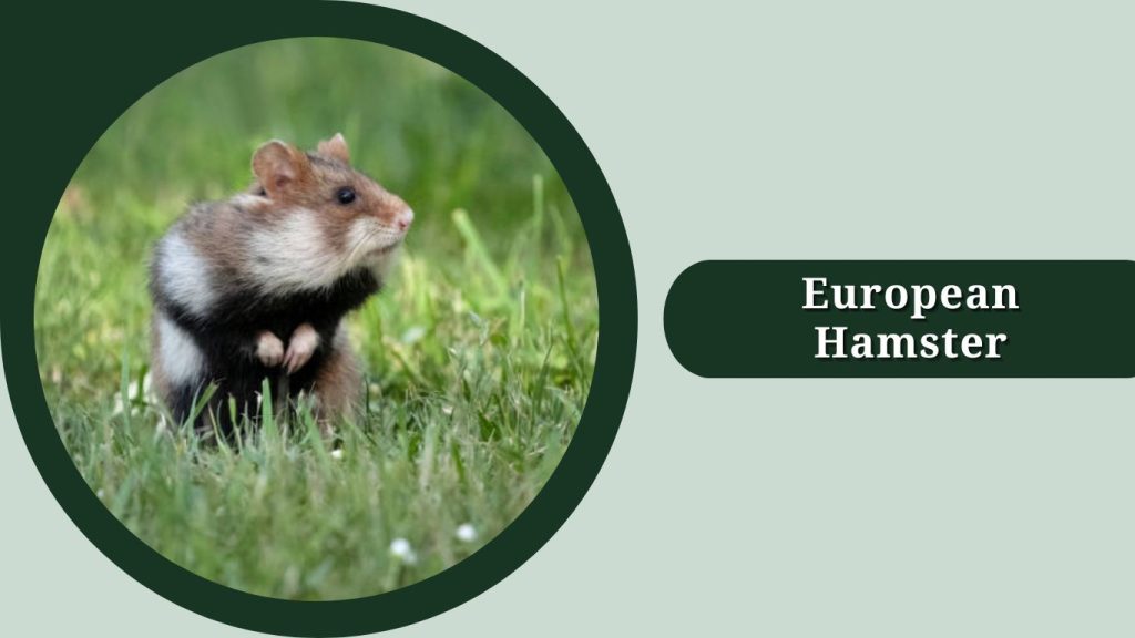 European Hamster
