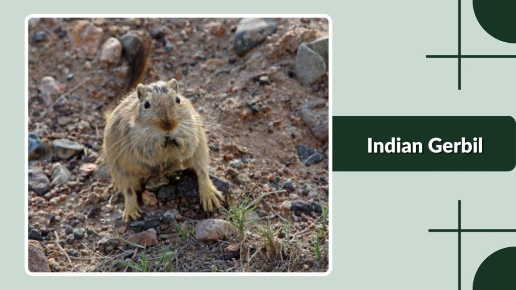 Indian Gerbil