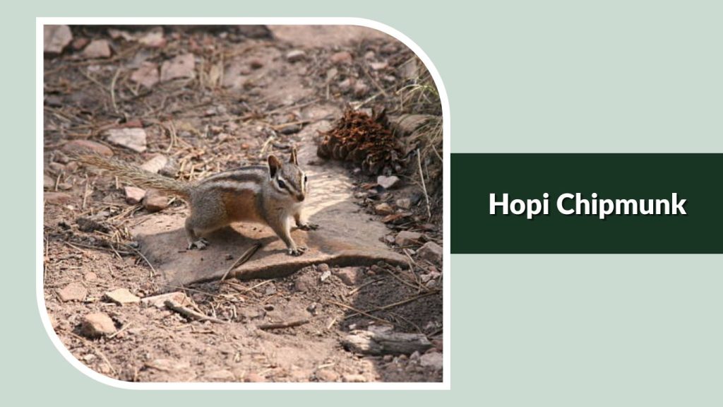 Hopi Chipmunk