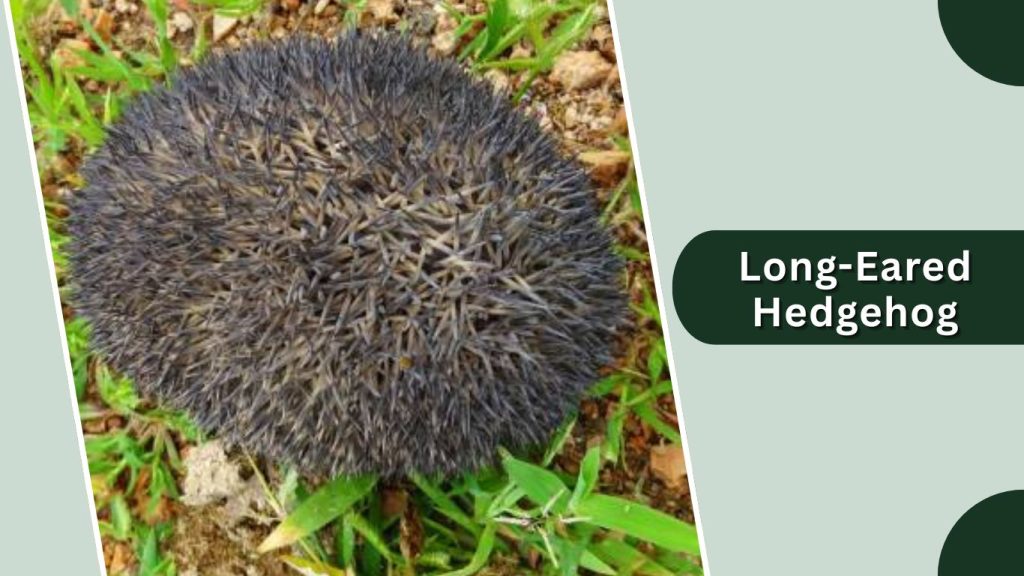 Long-Eared Hedgehog