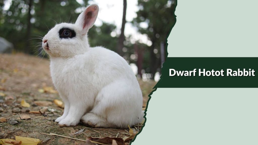  Dwarf Hotot Rabbit