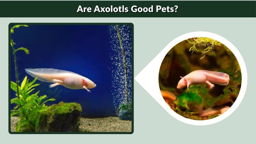 Are Axolotls Good Pets?