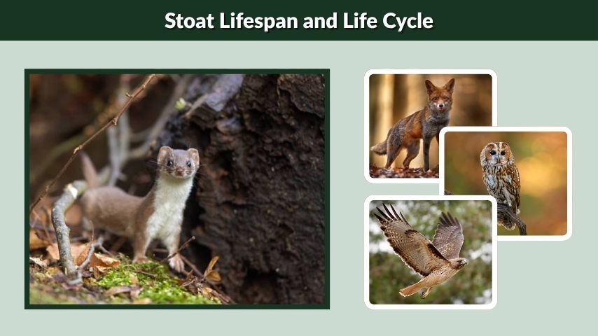 Stoat Lifespan and Life Cycle