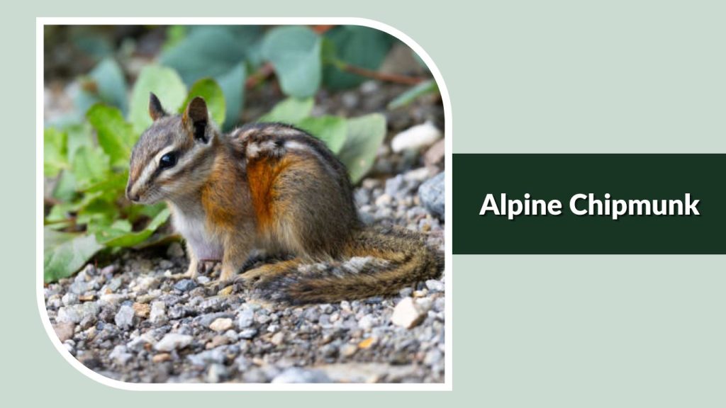 Alpine Chipmunk