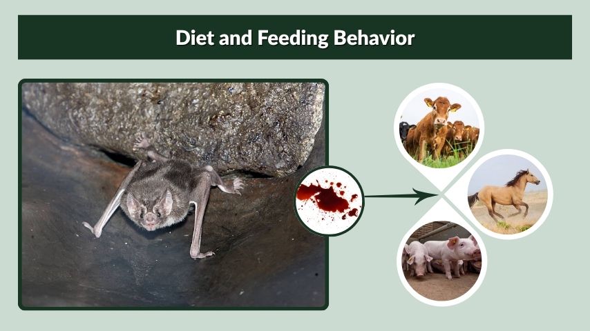 Diet and Feeding Behavior