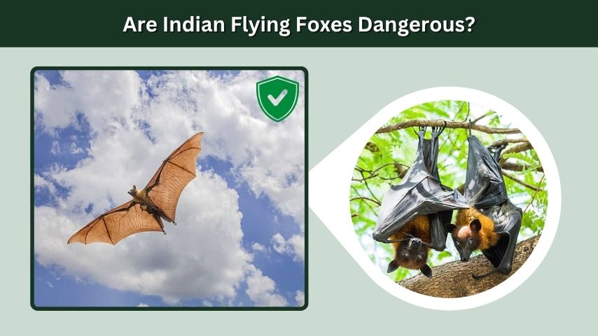 Are Indian Flying Foxes Dangerous?