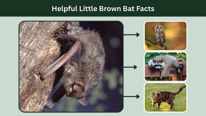 Helpful Little Brown Bat Facts