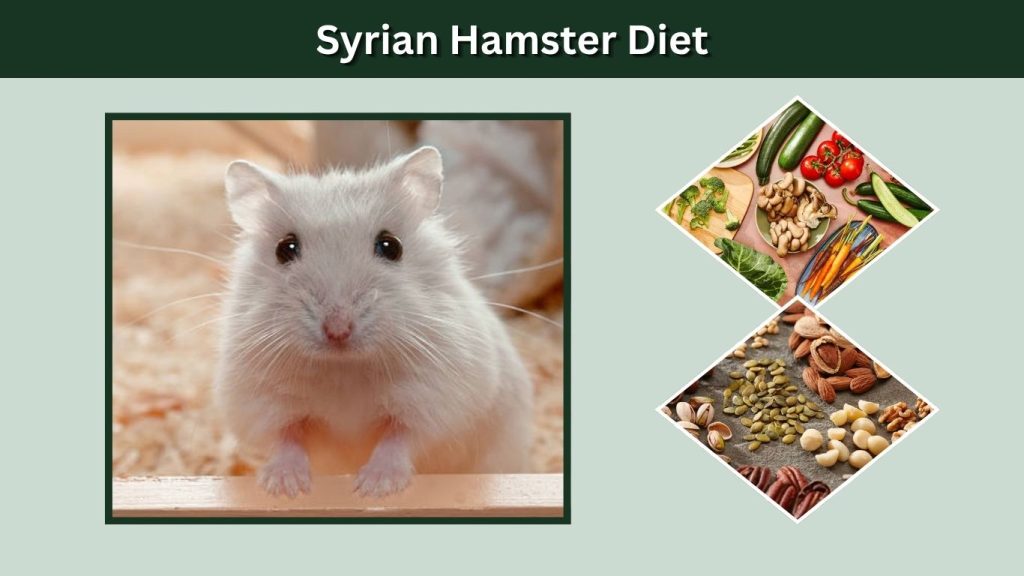 Syrian Hamster Diet