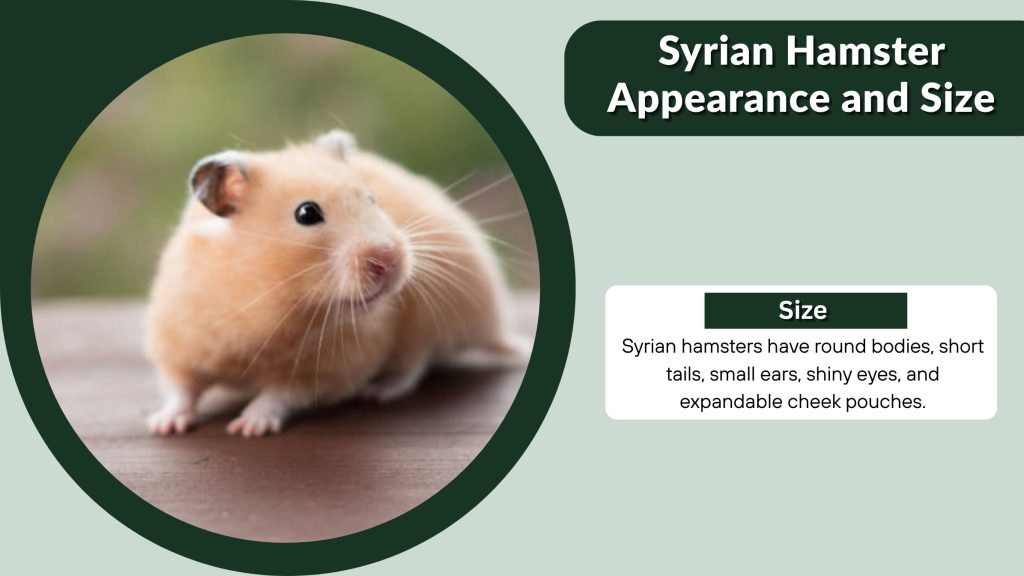 Syrian Hamster Appearance and Size