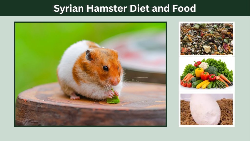 Syrian Hamster Diet and Food