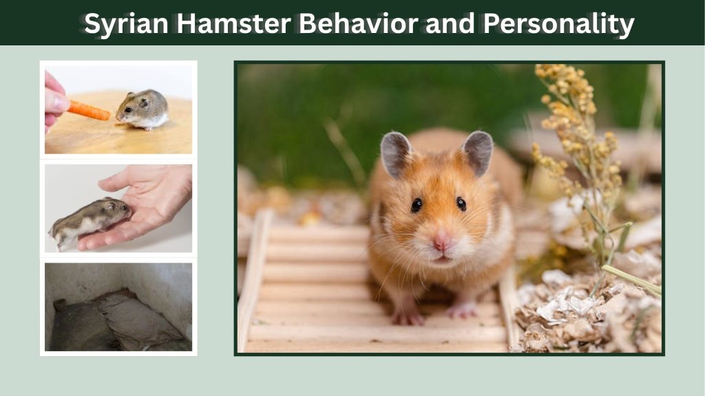 Syrian Hamster Behavior and Personality
