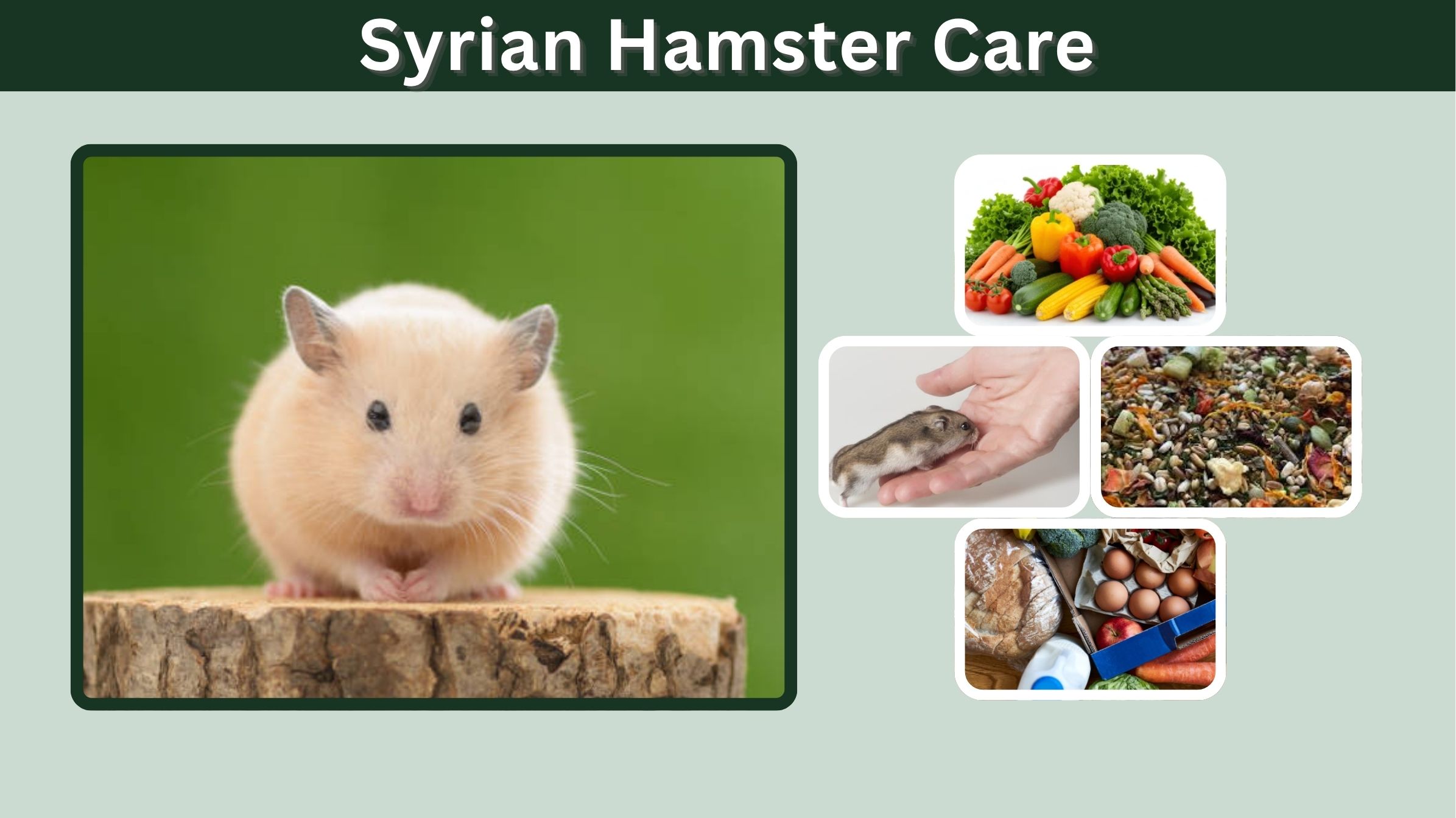 Syrian Hamster Care: Cage, Diet, Lifespan and Facts