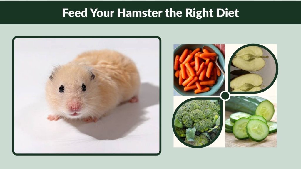 Feed Your Hamster the Right Diet