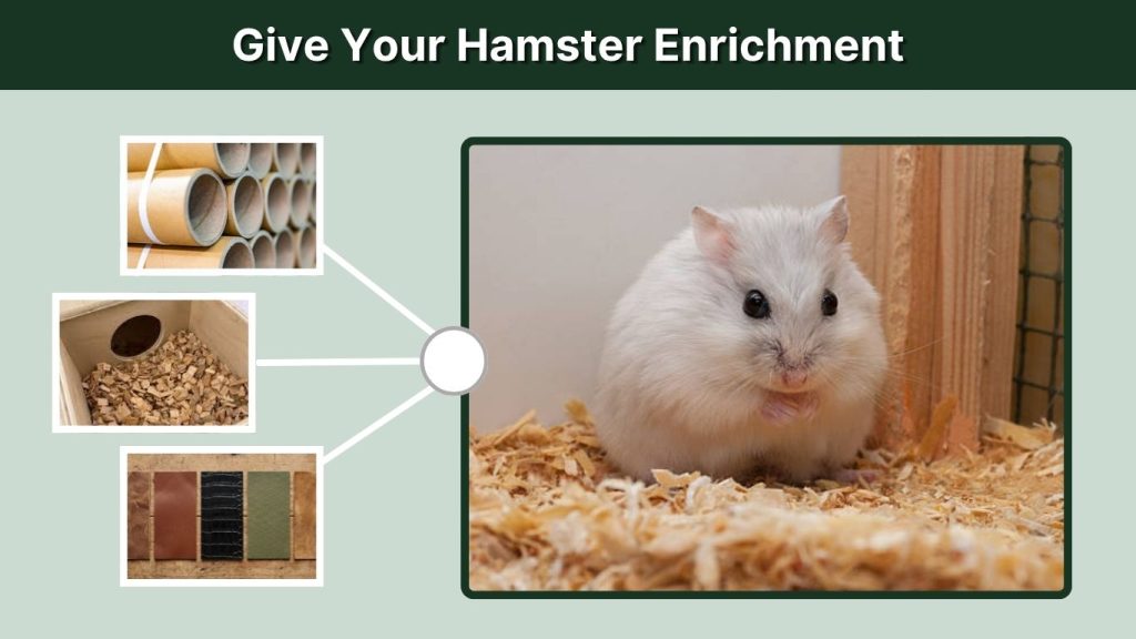 Give Your Hamster Enrichment