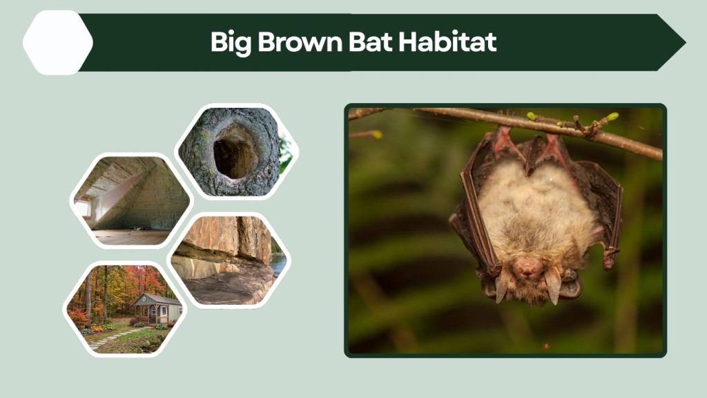 Big Brown Bat Habitat